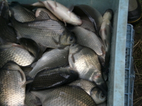 �w���u�i�̕�������