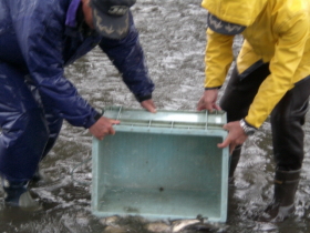 �w���u�i�̕�������