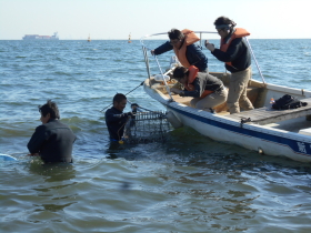 �A�T�����̗l�q