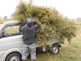 �{�T���̗l�q