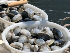 �z���r�m�X���̗l�q