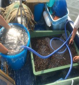 �V�W�~���̗l�q